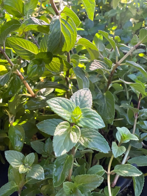 Chocolate Mint Live Plant – Mentha Piperita Citrata – 1 Gallon Pot – Fragrant Herb - Image 1