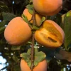 Chocolate Persimmon Tree - Grafted Live Plant, 3-4 Feet Tall, 3 Gallon Pot, Outdoor Fruit Tree - Image 1