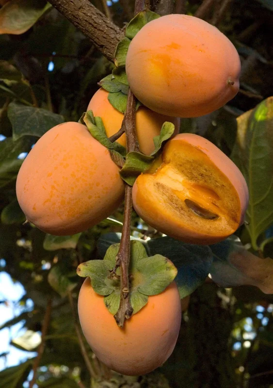 Chocolate Persimmon Tree - Grafted Live Plant, 3-4 Feet Tall, 3 Gallon Pot, Outdoor Fruit Tree - Image 1
