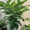 Cinnamon Tree Live Plant - 6 to 12 Inches Tall, Ships in 6 Inch Pot - Image 1