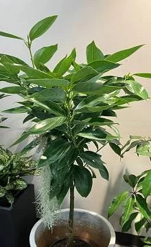 Cinnamon Tree Live Plant - 6 to 12 Inches Tall, Ships in 6 Inch Pot - Image 1