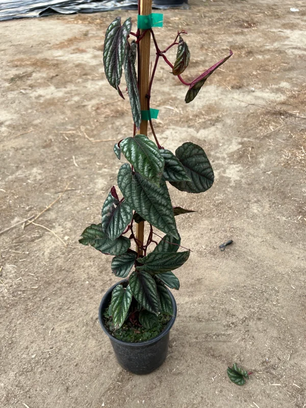 Cissus Discolor Live Plant - 1-2 ft Tall, Potted in 6" Container, Indoor - Image 2