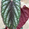 Cissus Discolor Live Plant - 1-2 ft Tall, Potted in 6" Container, Indoor - Image 1