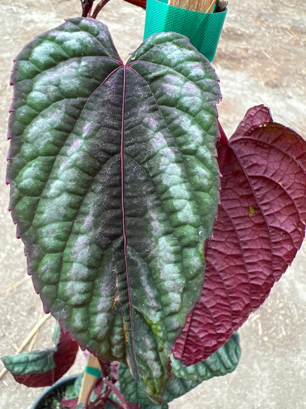 Cissus Discolor Live Plant - 1-2 ft Tall, Potted in 6" Container, Indoor - Image 1