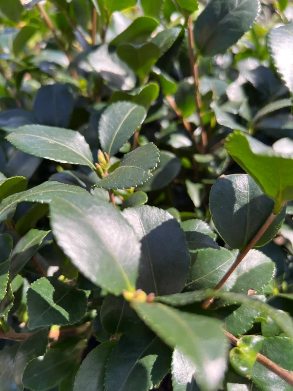 Cleopatra Camellia Live Plant – 1-2 ft Tall – 1 Gallon Pot – Outdoor Shrub - Image 2