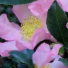 Cleopatra Camellia Live Plant – 1-2 ft Tall – 1 Gallon Pot – Outdoor Shrub - Image 1