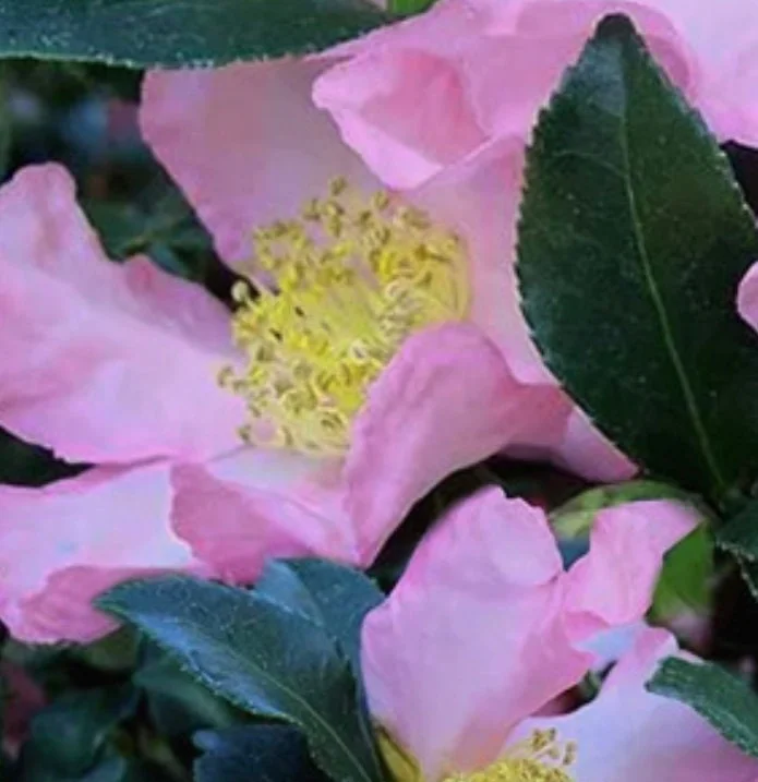 Cleopatra Camellia Live Plant – 1-2 ft Tall – 1 Gallon Pot – Outdoor Shrub - Image 1