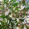 Clerodendrum schmidtii Live Plant – White Pagoda Flower – 2-3 ft Tall – 3 Gallon Pot - Image 1