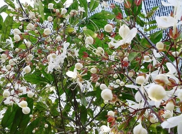 Clerodendrum schmidtii Live Plant – White Pagoda Flower – 2-3 ft Tall – 3 Gallon Pot - Image 1