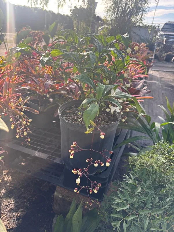 Clerodendrum schmidtii Live Plant – White Pagoda Flower – 2-3 ft Tall – 3 Gallon Pot - Image 2