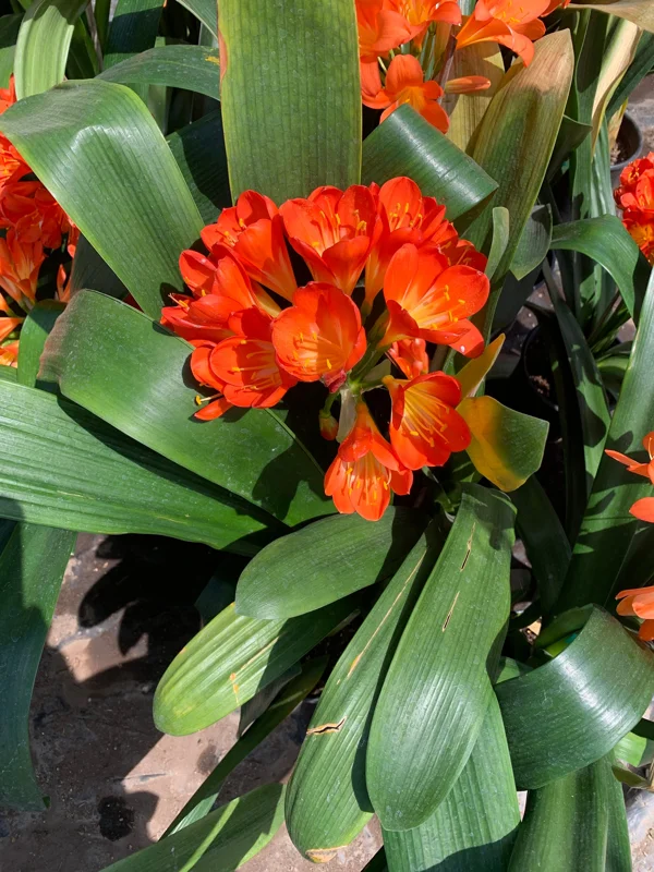 Clivia Miniata Orange Live Plant – 6 inch Pot – 4-6 Leaves – Indoor Houseplant - Image 1