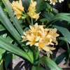 Clivia Yellow Live Plant – Indoor Flowering Plant – 6 inch Pot - Image 1
