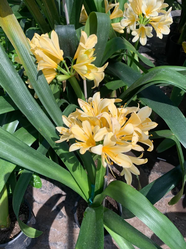 Clivia Yellow Live Plant – Potted Houseplant – 6 inch Pot – Indoor Flowering Plant - Image 1
