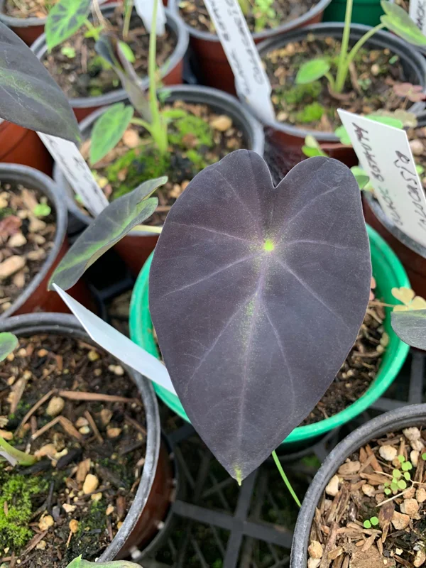 Colocasia Black Beauty Live Plant – Starter Plant 4 inch Pot – Indoor/Outdoor - Image 2