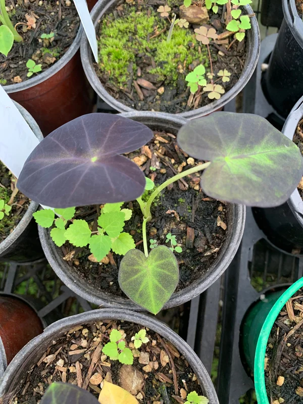 Colocasia Black Beauty Live Plant – Starter Plant 4 inch Pot – Indoor/Outdoor Colocasia Black Beauty Live Plant – Starter Plant 4 inch Pot – Indoor/Outdoor - Image 3