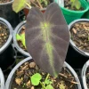 Colocasia Black Beauty Live Plant – Starter Plant 4 inch Pot – Indoor/Outdoor Colocasia Black Beauty Live Plant – Starter Plant 4 inch Pot – Indoor/Outdoor - Image 1