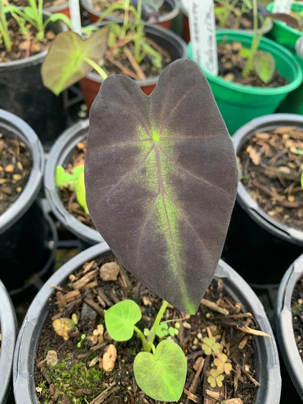 Colocasia Black Beauty Live Plant – Starter Plant 4 inch Pot – Indoor/Outdoor - Image 1