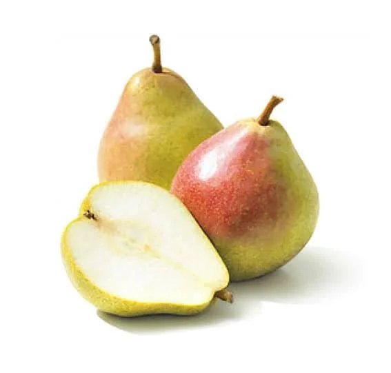 Comice Pear Tree - 4 Feet Tall Live Plant - Ships in 3 Gallon Pot - Image 1