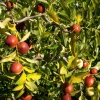 Contorted Jujube Live Plant – Grafted Tree – 2 Feet Tall – 1 Gallon Pot Contorted Jujube Live Plant – Grafted Tree – 2 Feet Tall – 1 Gallon Pot - Image 1