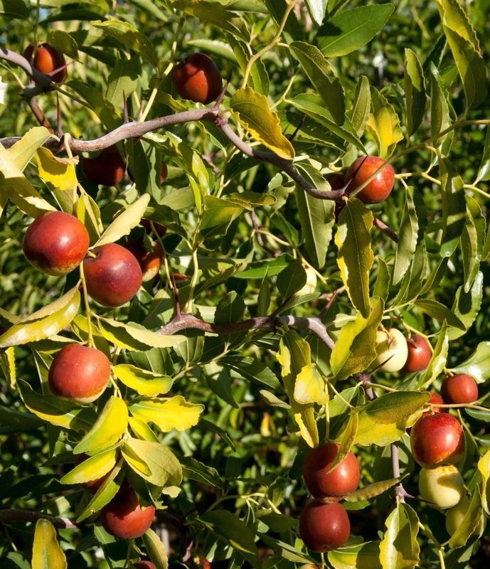 Contorted Jujube Live Plant – Grafted Tree – 2 Feet Tall – 1 Gallon Pot - Image 1