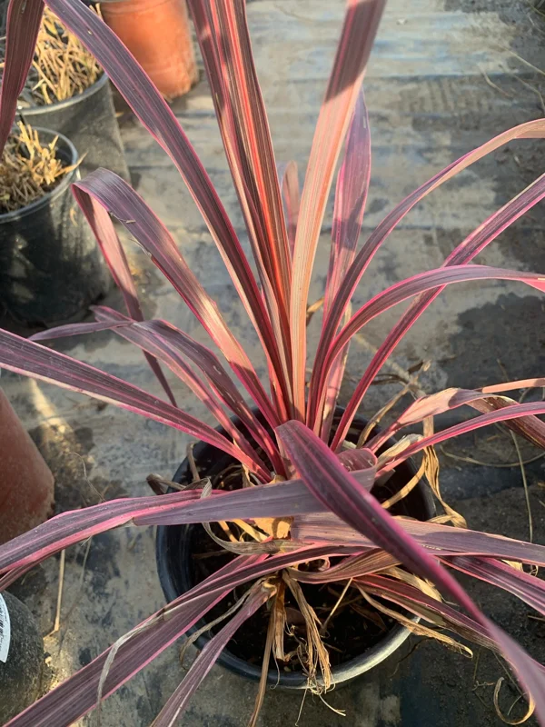 Cordyline Electric Pink Live Plant - Vibrant Foliage - 6 inch Pot - Indoor/Outdoor - Image 1