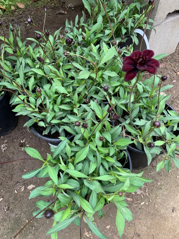 Cosmos Atrosanguineus Chocamocha Live Plant - Chocolate Cosmos, 6 inch Pot - Image 2
