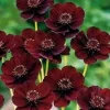 Cosmos Atrosanguineus Chocamocha Live Plant - Chocolate Cosmos, 6 inch Pot - Image 1