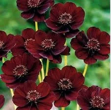 Cosmos Atrosanguineus Chocamocha Live Plant - Chocolate Cosmos, 6 inch Pot - Image 1