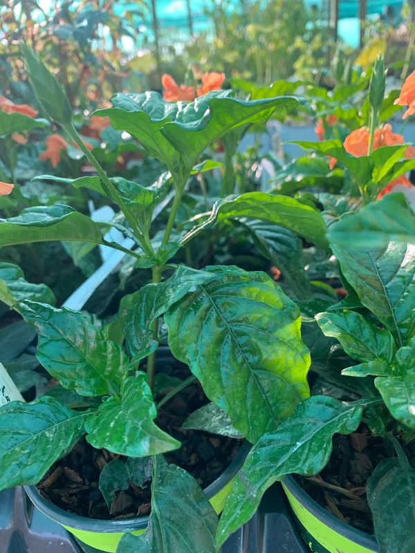 Crossandra Infundibuliformis Orange Live Plant 4 inch Pot - Indoor/Outdoor - Image 2