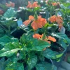 Crossandra Infundibuliformis Orange Live Plant 4 inch Pot - Indoor/Outdoor - Image 1