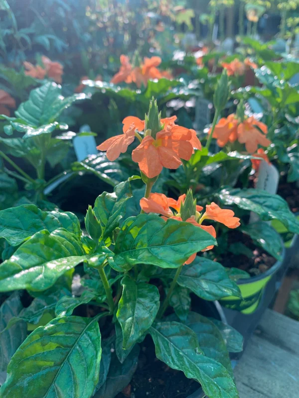 Crossandra Infundibuliformis Orange Live Plant 4 inch Pot - Indoor/Outdoor - Image 1