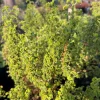 Cy's Sunburst Pelargonium Live Plant - 6 inch Pot - Outdoor Perennial Flower - Image 1