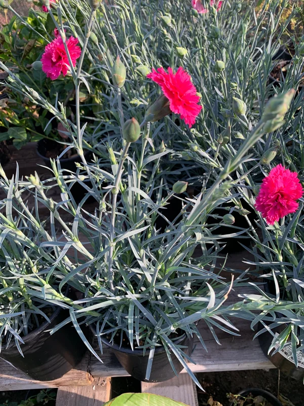 Dianthus Waterloo Sunset Live Plant 6 inch Pot - Vibrant Pink Flowers - Image 2