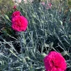 Dianthus Waterloo Sunset Live Plant 6 inch Pot - Vibrant Pink Flowers Dianthus Waterloo Sunset Live Plant 6 inch Pot - Vibrant Pink Flowers - Image 1