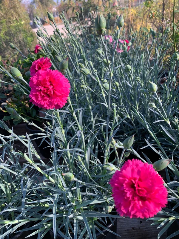 Dianthus Waterloo Sunset Live Plant 6 inch Pot - Vibrant Pink Flowers - Image 1