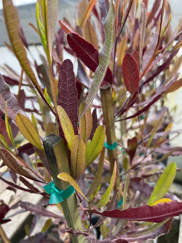Dodonaea viscosa Purpurea Live Plant - Purple Hop Bush - 2ft Tall in 1 Gallon Pot - Image 2