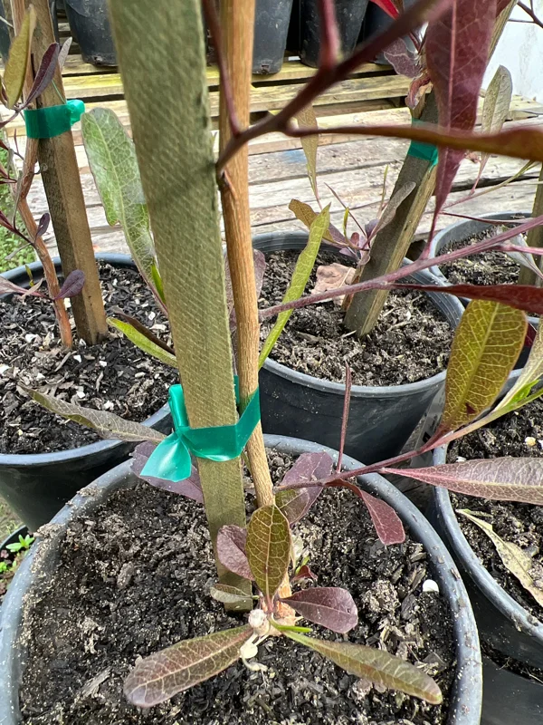 Dodonaea viscosa Purpurea Live Plant - Purple Hop Bush - 2ft Tall in 1 Gallon Pot Dodonaea viscosa Purpurea Live Plant - Purple Hop Bush - 2ft Tall in 1 Gallon Pot - Image 3