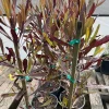 Dodonaea viscosa Purpurea Live Plant - Purple Hop Bush - 2ft Tall in 1 Gallon Pot - Image 1