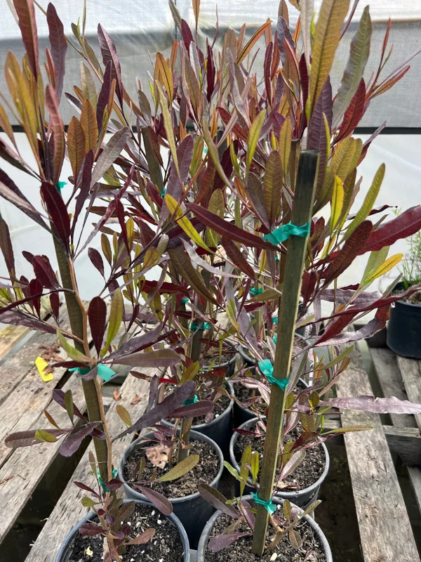 Dodonaea viscosa Purpurea Live Plant - Purple Hop Bush - 2ft Tall in 1 Gallon Pot - Image 1
