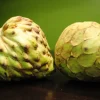 Dr. White Cherimoya Grafted Live Plant - 1 to 2 feet tall - 3 Gallon Pot Dr. White Cherimoya Grafted Live Plant - 1 to 2 feet tall - 3 Gallon Pot - Image 1