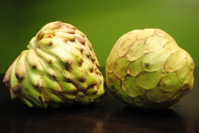 Dr. White Cherimoya Grafted Live Plant - 1 to 2 feet tall - 3 Gallon Pot - Image 1