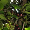 Duhat Fruit Tree Live Plant - 3 to 4 feet Tall in 3 Gallon Pot - Image 1