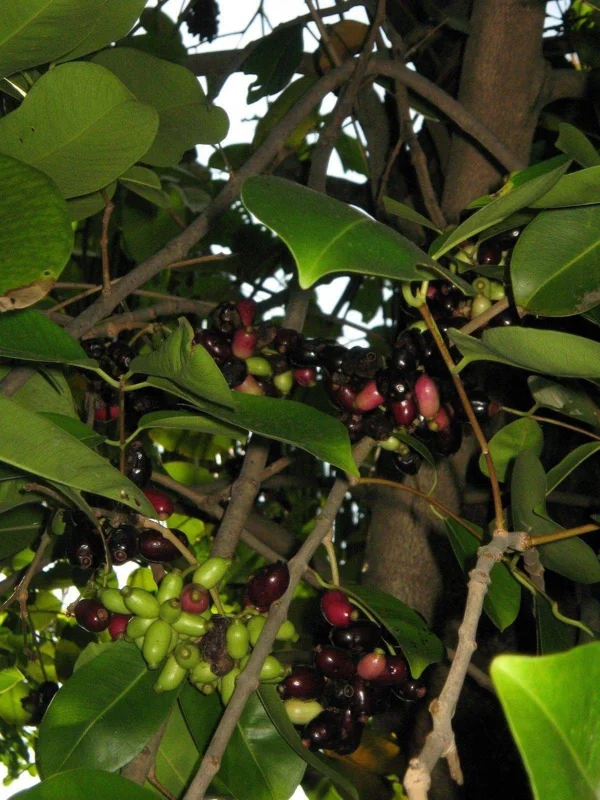 Duhat Fruit Tree Live Plant - 3 to 4 feet Tall in 3 Gallon Pot - Image 1