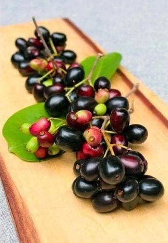 Duhat Fruit Tree Live Plant - 3 to 4 feet Tall in 3 Gallon Pot - Image 2