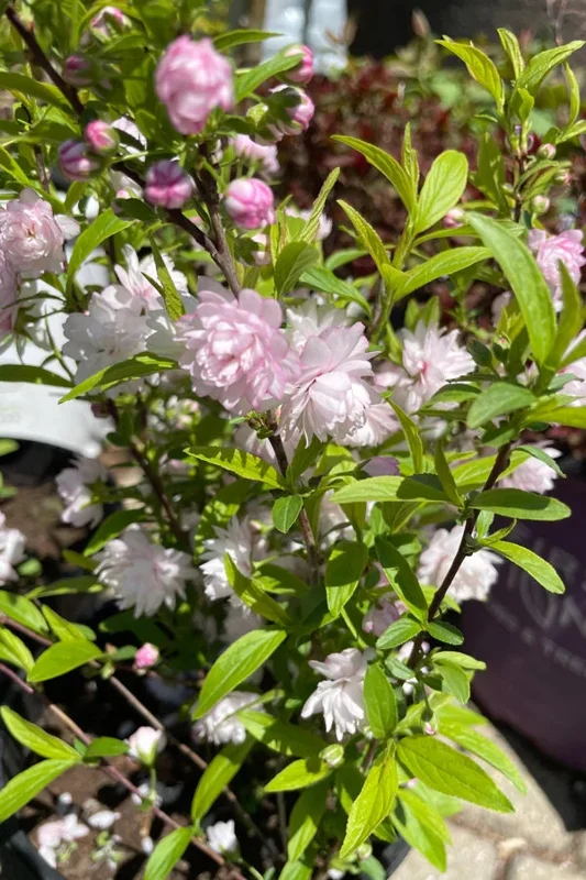 Dwarf Flowering Almond Live Plant - Prunus glandulosa 'Rosea Plena' - 1ft tall in 6 inch pot - Image 2