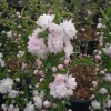 Dwarf Flowering Almond Live Plant - Prunus glandulosa 'Rosea Plena' - 1ft tall in 6 inch pot - Image 1