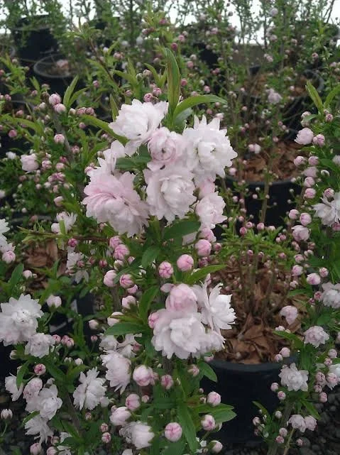 Dwarf Flowering Almond Live Plant - Prunus glandulosa 'Rosea Plena' - 1ft tall in 6 inch pot - Image 1