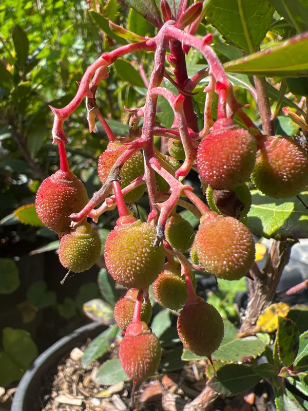 Dwarf Marina Strawberry Tree Live Plant - 1ft Tall in 6" Pot - Outdoor - Image 2