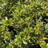 Dwarf Marina Strawberry Tree Live Plant - 1ft Tall in 6" Pot - Outdoor Dwarf Marina Strawberry Tree Live Plant - 1ft Tall in 6" Pot - Outdoor - Image 1