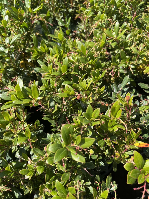 Dwarf Marina Strawberry Tree Live Plant - 1ft Tall in 6" Pot - Outdoor - Image 1